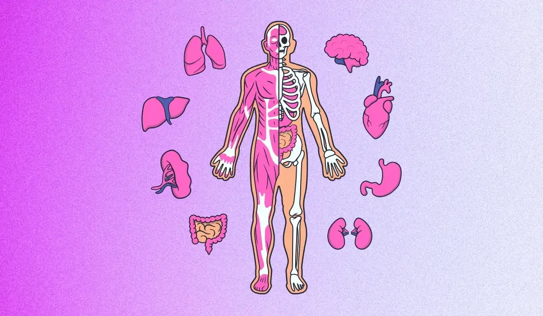 Les fréquences des organes du corps