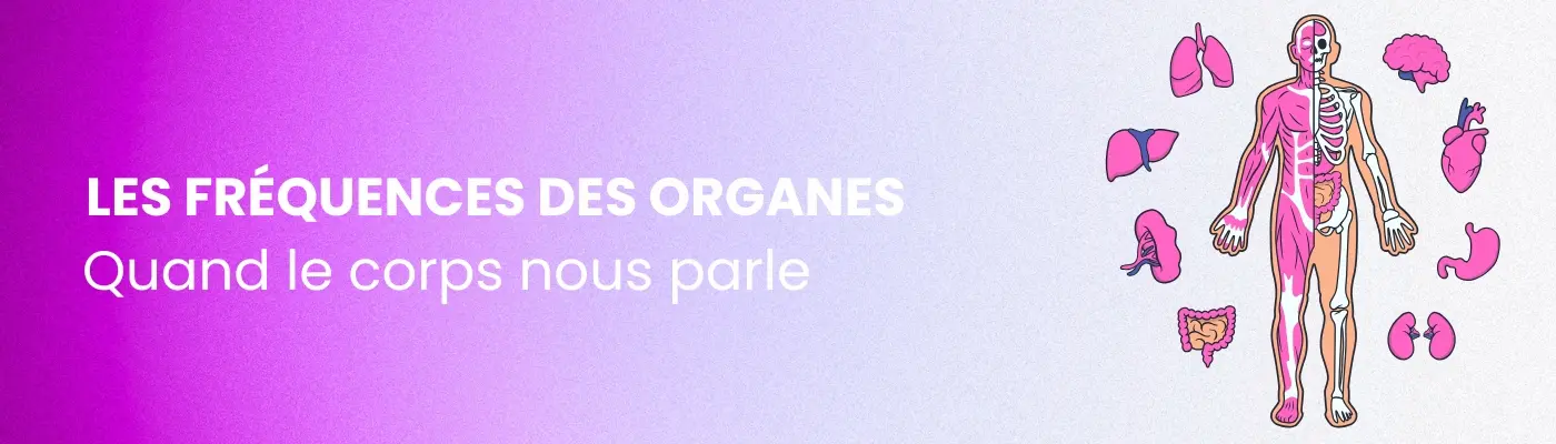 Illustration des fréquences naturelles du corps humain