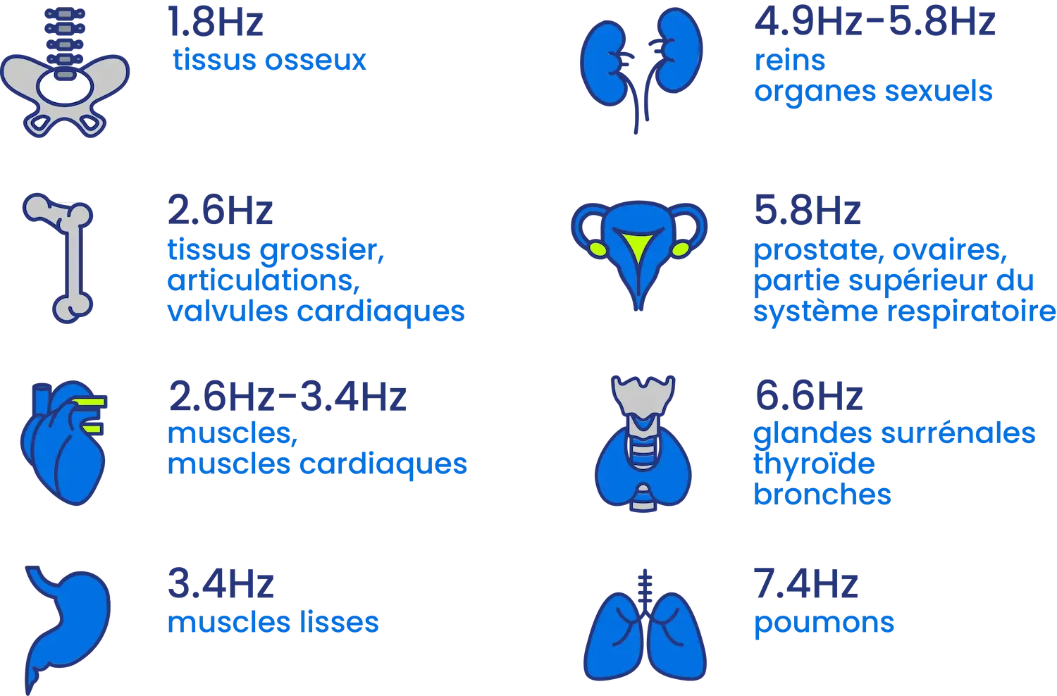 Illustration en icone des organes du corps et des fréquences énergétiques associées 