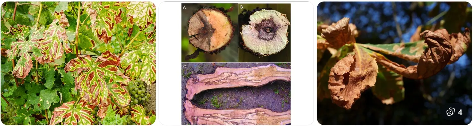 Biorésonance Esca de la vigne