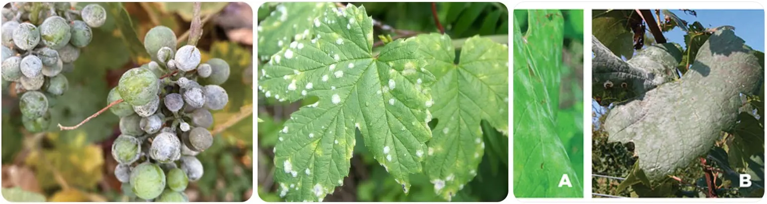 Oïdium vigne biorésonance guérison 